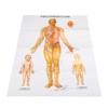 Chinese and English Acupoint Wall Chart Front Large Size Comprehensive