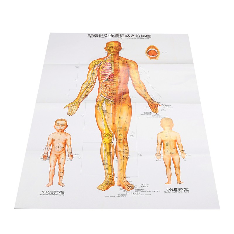 Chinese and English Acupoint Wall Chart Front Large Size Comprehensive