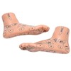 2pcs 19cm / 7.5in Feet Acupoint Model Acupuncture Teaching Aids
