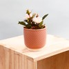 Sill and Sage Shell Pot, Blush, Small