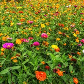 Back To Nature Seed Company Zinnia California Giant Flowers - Seeds - Organic - Non Gmo - Heirloom Seeds - 20 Seeds