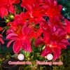 Neporal Solar Flowers Outdoor Waterproof Pink, 4PK 7-Stem Garden Solar