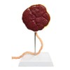 Benilev Placenta Umbilical Cord Anatomical Model, Life Size Umbilical Cord