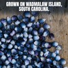 Marsh Hen Mill Indigo Popcorn Kernels | Vibrant Blue Kernels