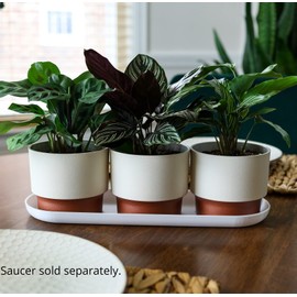The HC Companies 3 Inch Sprite Mini Succulent Pot 3"x3"x2.50Inch in Vanilla Bisque with Copper Bottom Color