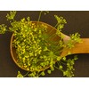 Fennel Seeds, 200+ Green Leaf, Heirloom, Non GMO Seeds, Foeniculum