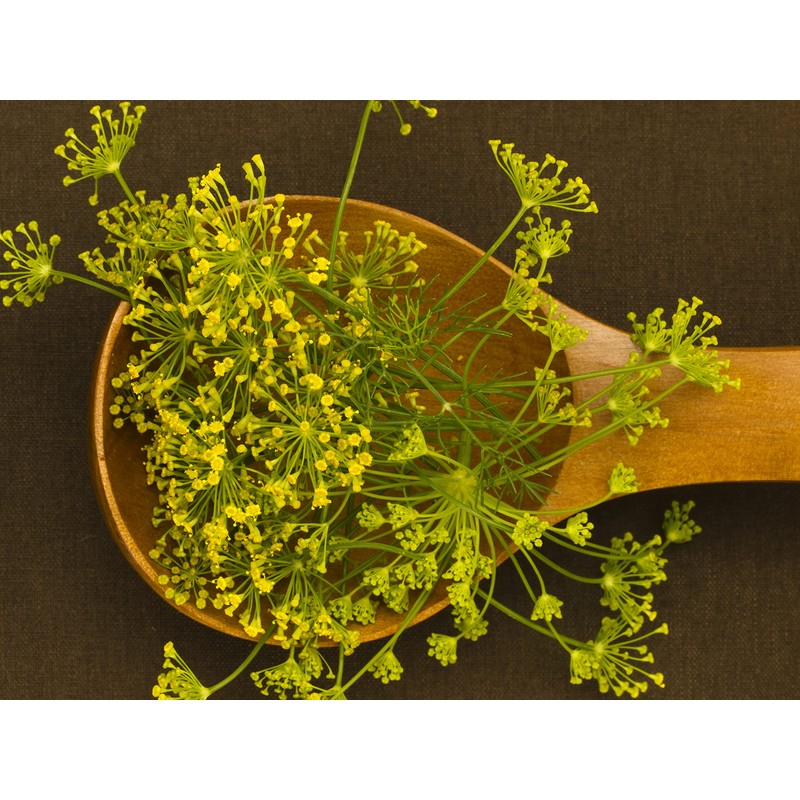 Fennel Seeds, 200+ Green Leaf, Heirloom, Non GMO Seeds, Foeniculum