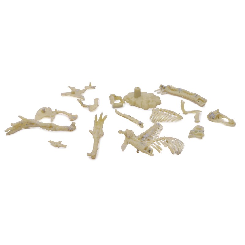 Toyland® T-Rex Skull Dig Kit - Display Stand Included -