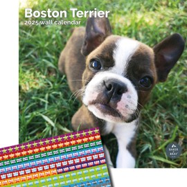 Baker and Bray Boston Terrier Calendar 2025, Large Square Wall Calendar With Organisational Stickers, 16 Month, Boston Terrier Gift Dog Calendar.