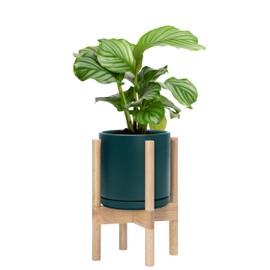 D'vine Dev Ceramic Planter with Natural Stand - 8 Inch Modern Round Flower Pot with Wood Planter Holder, Teal, 55-B-N-4