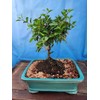 Indoorbonsaiandexotics Dwarf Barbados Cherry Tree in 6inch Pot Can be