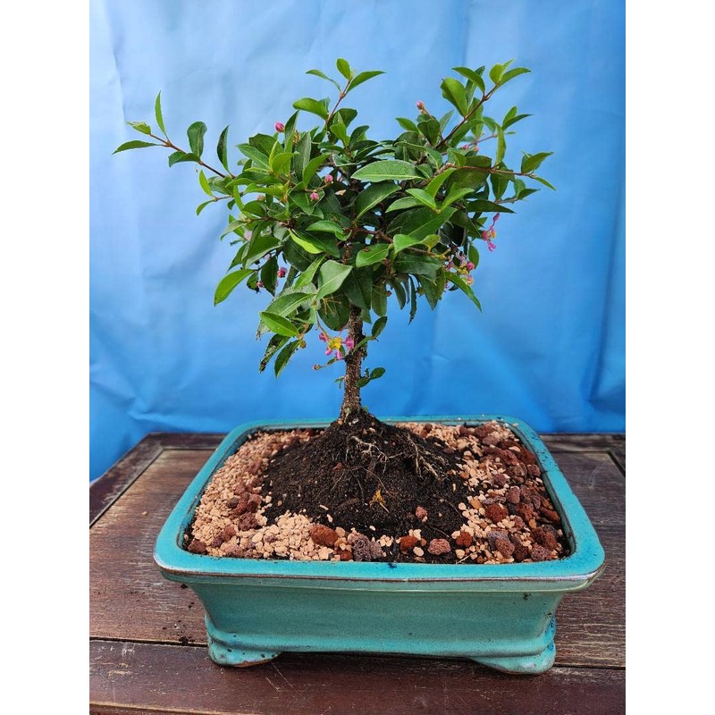Indoorbonsaiandexotics Dwarf Barbados Cherry Tree in 6inch Pot Can be