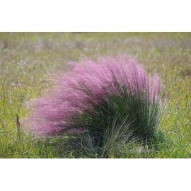 Purple Muhly Grass, Pink Ornamental Grass, Live Perennial Garden Plant (2 Gallon/Potted/Single Plant)