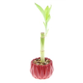 Live Lucky Bamboo Single Stalk with Round Red Planter - Indoor House Plant for Good Luck, Fortune, Feng Shui and Zen Gardens