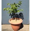 25cm Mulch Mats Made of Recycled Coffee Sacks - Pack