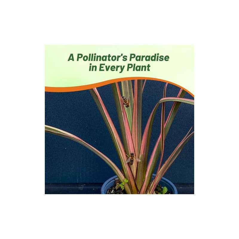 Outsidepride New Hybrids Phormium Seeds - 100 Pcs Perennial, Sword-Shaped