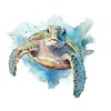 GRAZDesign Wall Sticker Turtle Bathroom Sticker North Sea Wall Sticker