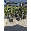 Cactus 12 Organic  Dragon Fruit  cuttings 5 inches  check the Description