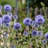 Outsidepride Globe Thistle Flower Seed - 1000 Seeds