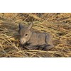 Hi-Line Gift Medium Donkey FOAL Lying Down, Brown