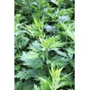 TomorrowSeeds - Common Mugwort Seeds - 15000+ Count - for