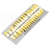 1:1 Scale Permanent Tooth Model 32pcs Dual Colors Permanent Resin