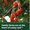 Lucky Leaf Organic Cherry Pie Filling or Topping 21 oz