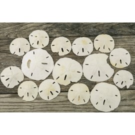 Sand Dollar | Imperfect Real Sand Dollars 2"-3 1/4"| Set of 15