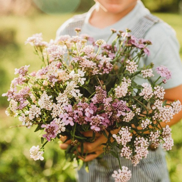 Candytuft Dwarf Fairy Mix - 250 Seeds - Beautiful Low-Growing