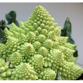 Viridis Hortus - Cauliflower, Romanesco - 300 (1g) Vegetable Seeds