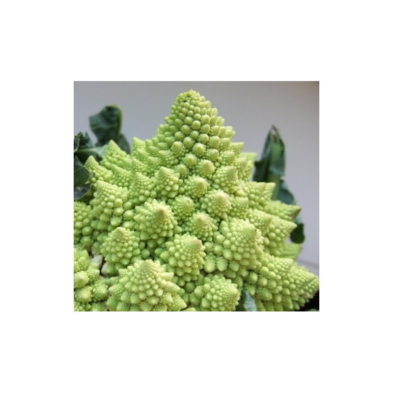 Viridis Hortus - Cauliflower, Romanesco - 300 (1g) Vegetable Seeds