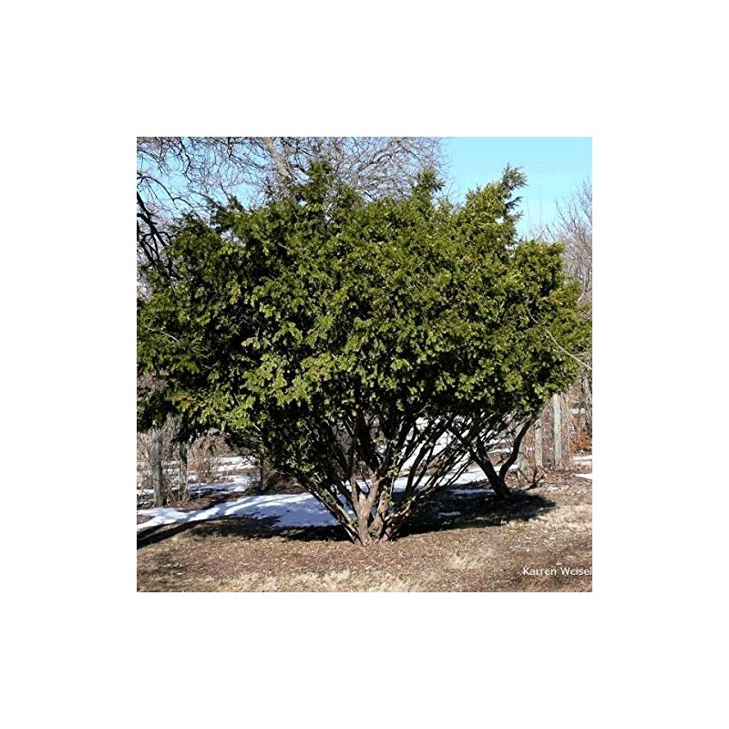 Taxus chinensis: Chinese Yew Seeds