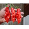Trinidad Pimento Pepper 10+ Seeds