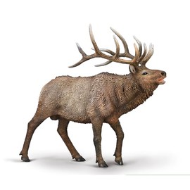 CollectA Wapiti (Elk) - Realistic & Hand Painted Toy Animals & Figures, Wild Animal Models, Wildlife Gifts For Toddlers & Kids, Age 3 Years +