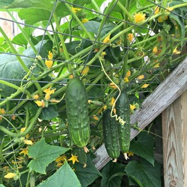 NIKA SEEDS - Seeds Vegetable Bush Type Cucumber 45 Days for Pickling Planting Non GMO - 40 Seeds