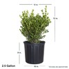 Japanese Boxwood (2.5 Gallon) Low-Maintenance Evergreen Hedge Shrub - Full