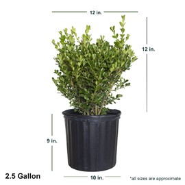 Japanese Boxwood (2.5 Gallon) Low-Maintenance Evergreen Hedge Shrub - Full Sun Live Outdoor Plant