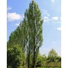 CZ Grain 2 Lombardy Poplar Trees Live Cuttings Rare and
