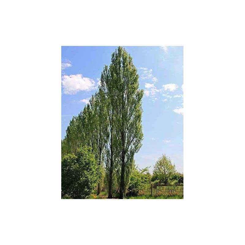 CZ Grain 2 Lombardy Poplar Trees Live Cuttings Rare and
