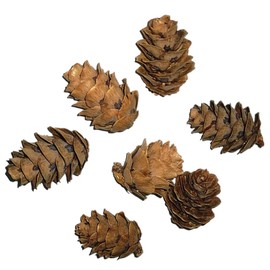 DOITOOL Set of 50 Dried Pine Cones Decorative Artificial Pine Balls for Photo Shooting Holiday Decorations