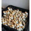 Grower's Select 28Q Cube Mushroom Monotub Fruiting Chambers with Filter