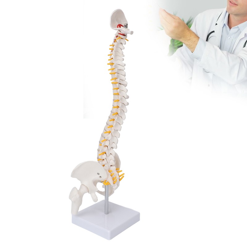Vertebral Column Model Flexible Spine Caudal Vertebra Anatomical Model with