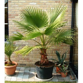 KIRA SEEDS - Seeds Washingtonia Nicanora Palm California Fan Palm - Growing Indoor - Perennial Tree for Planting