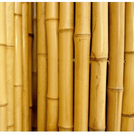 Backyard X-Scapes Natural Bamboo Fencing Decorative Rolled Fence Panel 0.75 in D x 4 ft H x 8 ft L