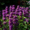 Outsidepride Lemon Bee Balm Seeds - 5000 Pcs Annual, Easy