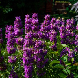 Outsidepride Lemon Bee Balm Seeds - 5000 Pcs Annual, Easy to Grow & Pollinator Friendly Monarda Citriodora Flower Seeds for Planting Fragrant Lavender Pink Blooms, Ideal for Teas & Potpourri