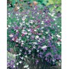 Mr Fothergills Mr. Fothergill's 22028 Lobelia Cascade Mixed Flower Seeds