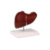 Liver with Gall Bladder Model