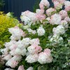 Tree Phantom Hydrangea in an ABP container