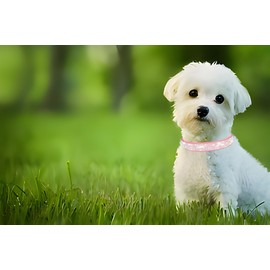 Bling Diamante Dog Collar, Rhinestone Puppy Collars sparkly Glitter Diamond Crystal Small Dog Collar Adjustable for Girls Female XXSmall Small Medium Large Dogs (Size XS,Pink)